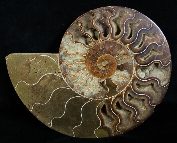 Inch Ammonite (Half) - Crystal Chambers #3757